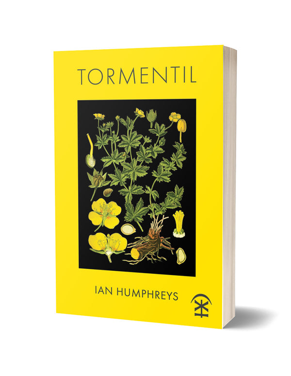 Tormentil by Ian Humphreys