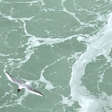 ALICE HILLER ON BIRD OF WINTER
