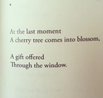 POEM A DAY: CHERRY BLOSSOM