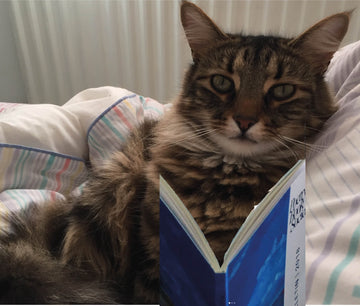 CAT-THEMED POETRY PICKS